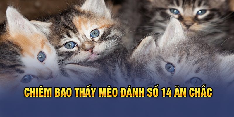 Chiêm bao thấy mèo đánh số 14 ăn chắc