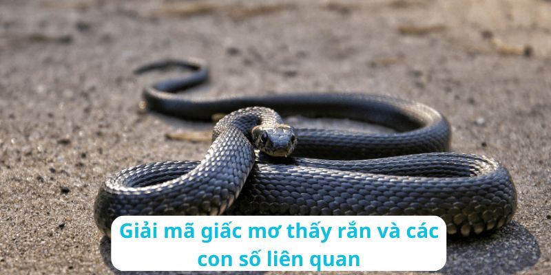 Những con số trong giấc mơ về rắn có thể giúp bạn đổi đời khi đánh lô đề