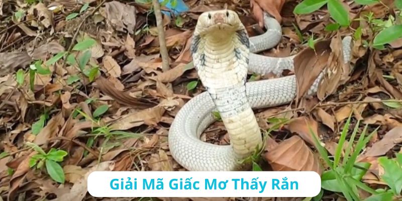 Ý nghĩa của việc giải mã giấc mơ thấy rắn