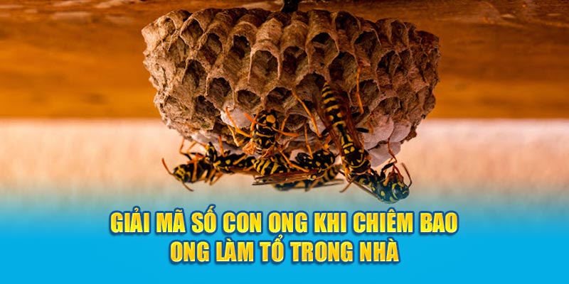 Giải mã số con ong khi chiêm bao ong làm tổ trong nhà