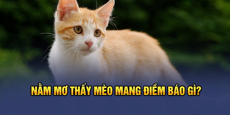 Mơ thấy mèo mang điềm báo gì