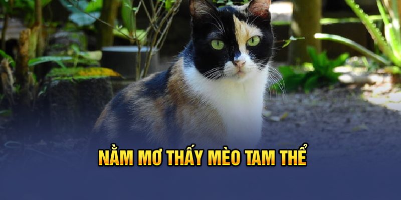 Nằm mơ thấy mèo tam thể