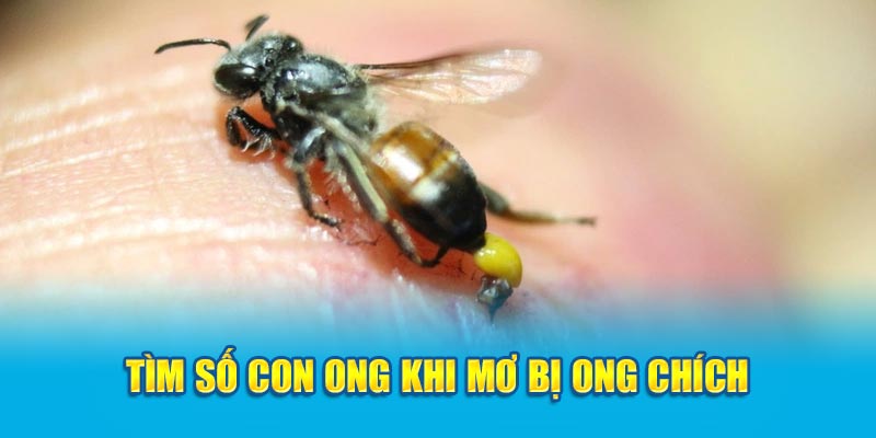 Tìm số con ong khi mơ bị ong chích