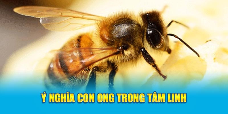 Ý nghĩa con ong trong tâm linh