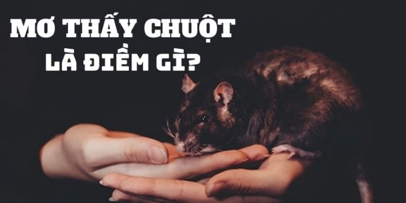 Giấc mơ con chuột mang lại nhiều điềm báo