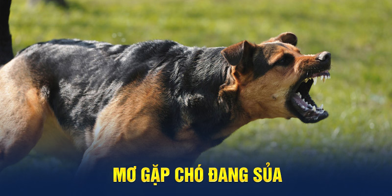 Mơ gặp chó đang sủa