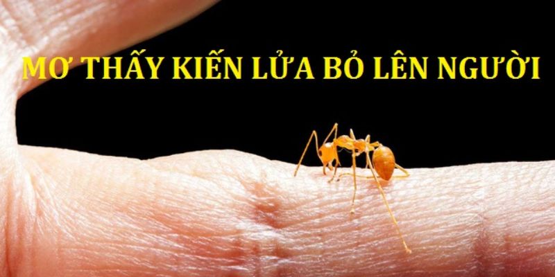 Mơ thấy kiến lửa bỏ lên người mang ý nghĩa không may mắn