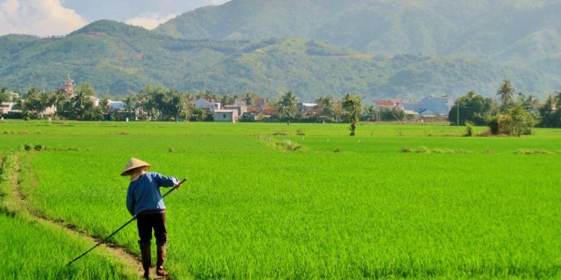 Chiêm bao thấy mua ruộng