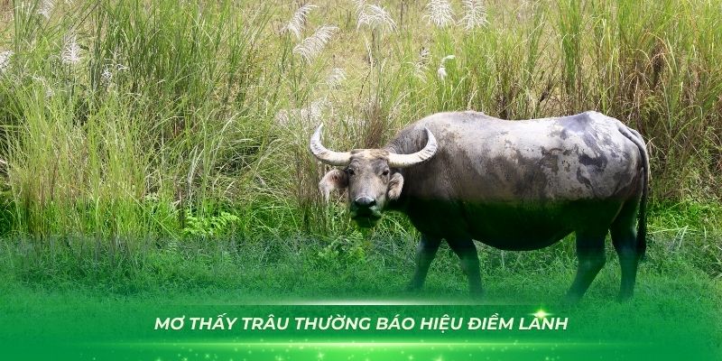 Mơ thấy trâu thường báo hiệu những điềm lành cho bạn