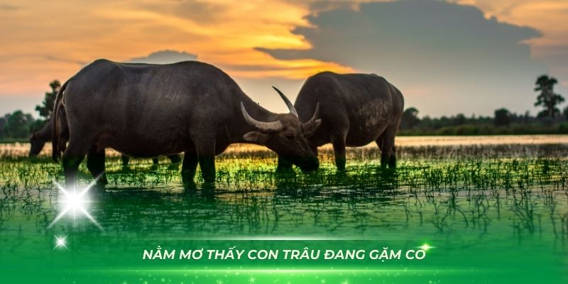 Nằm mơ thấy con trâu đang gặm cỏ