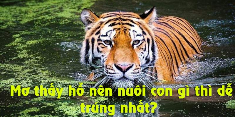 Đánh con gì khi mơ thấy hổ thì nhanh giàu?