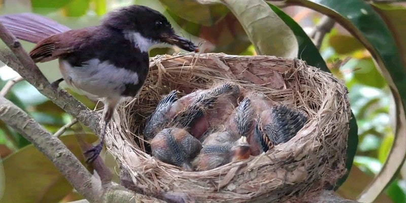 Chiêm bao không phản ảnh một ý nghĩa cụ thể mà tùy vào hoàn cảnh